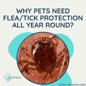 WHY PETS NEED FLEA/TICK PROTECTION ALL YEAR ROUND?